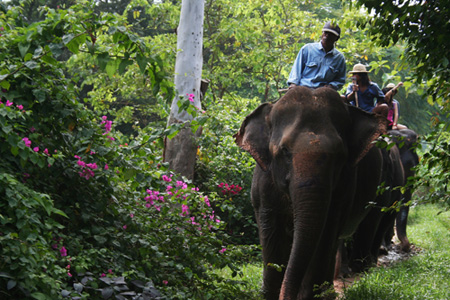 Elephant Village Pattaya - Thailand